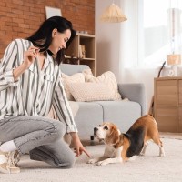 愛犬に何度言っても『合図が伝わらない』理由4選　原因は飼い主にあった？心得ておきたいこととは