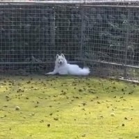 大型犬の姿が見えなくなったと思ったら…まさかの『賢すぎる脱走劇』が169万再生「どした？って反応なの可愛い」「許すしかないｗ」と称賛