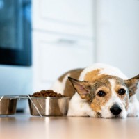 犬が『ご飯を残してしまう』時の心理３つ　確認すべきポイントから対処法まで解説