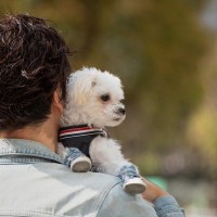 犬に強要すべきでない『人間の習慣』４つ　実はその行動、愛犬の負担になっているかも…