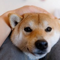 犬が『喉を鳴らしている』ときの理由4つ　愛犬が伝えているサインから病気の可能性まで解説