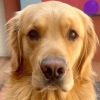 『構ってアピール』が徐々にエスカレートする大型犬→絶対に逃れられない『レベルMAXの行動』が7万再生「可愛い」「うちの子かとｗ」共感も