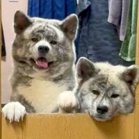 外出から帰宅すると、2頭の大型犬が…尊すぎる『お出迎え光景』が174万再生「斬新でめっちゃいい」「最高に可愛すぎる」海外からも反響