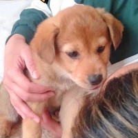 『こんなにも小さかった赤ちゃん犬が…』数年後→保護当時からは考えられない『イケメンすぎる姿』に称賛の声「カッコ良すぎる」「紳士になった」