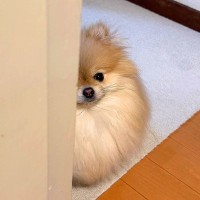 電話で『別の犬の話』をしていたら、愛犬が…まさかの『可愛すぎる展開』に7万いいね「壁に耳あり…ｗ」「名前呼ばれたと思ってて草」と爆笑