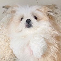 毛がモコモコの犬が『トリミングから帰ってきた』結果…もはや別犬な『ビフォーアフター』に2万いいね集まる「笑ったｗ」「どっちもかわいい」