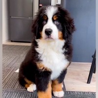 ぬいぐるみのような赤ちゃん犬だったのに…たったの7ヶ月で『立派な超大型犬』になる光景が話題に「大きくなったね」「ずっと可愛すぎる」