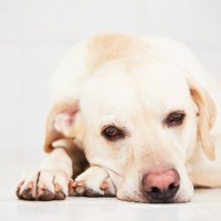 独りになるのが苦手な犬の特徴5選　孤独を感じやすくさせてしまう飼い主のNG行動まで