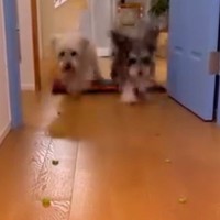 犬に『おやつ早食い競争』をさせてみた結果…無慈悲すぎる『想定外の展開』がおもしろいと話題「弱肉強食ｗ」「アゴ滑らせ食べするの草」と2万再生