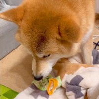 プライドが高い犬→必至に守る『靴下』を奪い取ってみた結果…予想外すぎる反応が面白いと16万再生「かわいいｗ」「柴犬あるある」と爆笑