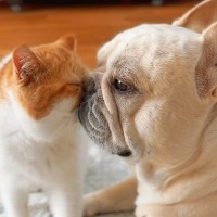 犬と猫を一緒に飼って、どうなるかと思ったら…3ヵ月後の『愛おしすぎる姿』が16万再生「めっちゃ癒された」「お顔も似てて可愛いｗ」と悶絶