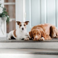 犬は飼い主の帰りを予知している？考えられる原因や優れた能力について解説