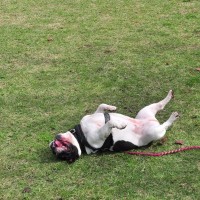 犬が体をくねくねする心理4つ　愛おしすぎる理由から注意すべきポイントまで