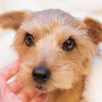 犬に『触ってはいけない瞬間』5選　愛犬が触れてほしくないときに見せるサインとは？
