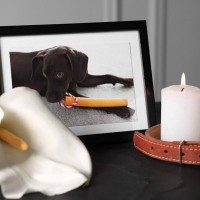 犬が『死んでしまう夢』を見る理由とは？夢をみた後に心がけると良いことまで解説