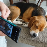 犬をスマホで撮影するときの『NG行為』5選　意外と知らない愛犬への悪影響とは？