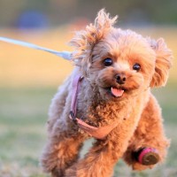 犬が散歩でハイテンションになる理由4つ　はしゃぎすぎるリスクに要注意