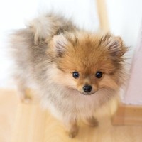 子犬が突然死するのはなぜ？命に関わるNG行為や注意すべきポイントまで