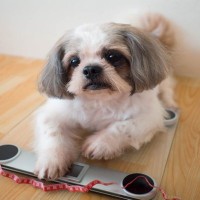 愛犬を太らせる『NG習慣』5つ　飼い主のダメ行動が愛犬に与えるリスクとは