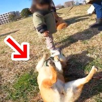 小さな女の子を遊びに誘った犬→まさかの『独特すぎるアピール』でドン引きされてしまう光景が153万表示「塩対応ｗ」「クセ強すぎで草」