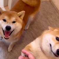 家に帰って『ただいま』と言ったら、犬が歓迎してくれて…まさかの『おかえりを言う光景』が162万再生「絶対言ってる」「最高の笑顔」と悶絶