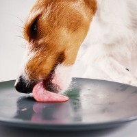 犬に使ってはいけない『食器』の特徴５選　愛犬がストレスに感じる危険なお皿とは？