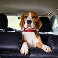 犬が『車酔い』してしまう原因3選　主な症状や事前にできる対策までご紹介