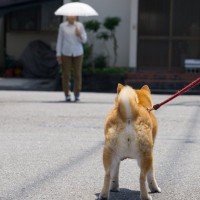 散歩中に犬が他人を気にしてしまう4つの理由　気にする原因から起こり得るトラブルまで
