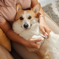 飼い主から『愛情を受けている犬』の特徴4選　愛が足りているかどうかをチェックする方法まで