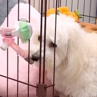 犬に『お水飲む？』と聞いてみた結果…『思ってたのと違う反応』が11万再生「真顔なってて笑った」「言葉理解してる」と絶賛