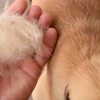 犬の『換毛期』飼い主の絶対NG行為4選　健康的な被毛を保つ方法までご紹介
