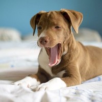 犬の『あくびが増える』病気とは？今すぐに病院へ行くべき危険な症状まで