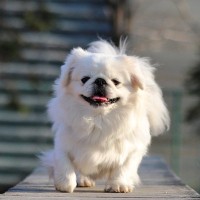 『足が短い犬種』5選　短足といわれている犬の共通点やお世話の注意点まで解説
