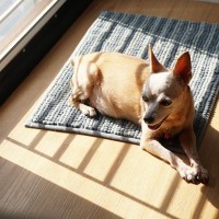 犬にとって『日向ぼっこ』は欠かせない？日光浴が健康に与えるメリットとは