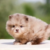 子犬でいられるのは何歳まで？成犬になる判断基準から必要な生活の変化まで