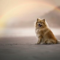 愛犬の死を乗り越えるためにできること　ペットロスで起こることや前を向くための対処法とは