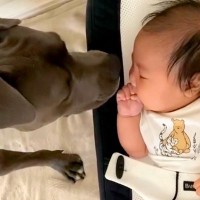 『世界一危険な犬種』が赤ちゃんと生活した結果…予想とは真逆な『あまりにも尊い光景』が23万再生「愛情深すぎる」「優秀なベビーシッター」