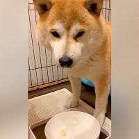 犬に薬を飲ませようと『大好物をチラつかせてみた』結果→まるで人間のように…まさかのやり取りが60万再生「言葉理解してる」「天才」と称賛