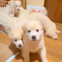 5匹の赤ちゃん犬たちに『ごはん』と言ってみた結果→ワチャワチャしすぎて…想定以上の光景が60万再生「一斉に動くｗ」「人間の子供と同じ」