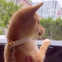 車の窓から顔を出す子犬が『大はしゃぎしている』と思ったら…可愛すぎる『まさかの理由』が10万再生「ぬいぐるみみたい」「遭遇したい」