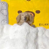 家事をしていたら、犬がお布団で…まさかの『人間の赤ちゃんのような光景』に8万いいね集まる「スヤァ…ってなってて可愛い」「愛おしい」