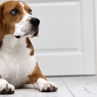 犬がトイレやお風呂の前で『出待ちする』心理5選　飼い主から離れたがらない理由や対処法まで