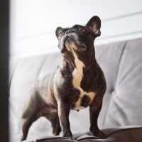 犬が壁をボーっと見つめているときの心理3つ　奇妙な行動に隠されている意外な理由とは