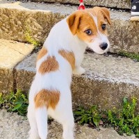 よちよち歩きで階段を登っていた赤ちゃん犬が、3年後→とんでもなく成長した『驚きの現在』が1万5000再生「感動した」「貫禄すごい」と絶賛