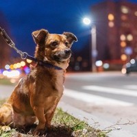 犬を夜に散歩させるときの『絶対NG行為』5選　夜間に潜む危険性や注意すべきトラブルまで