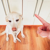 犬を叱るときに絶対やってはいけない『NG行為』5選　逆効果となるしつけ方とは？