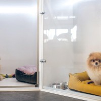 犬を『ペットホテルに何日も預ける』リスクとは？愛犬に与えるストレスや悪影響まで