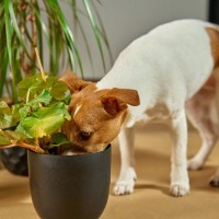犬にとって危険な『6つの観葉植物』万が一、誤食してしまったときの症状とは