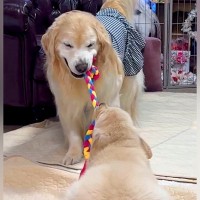 先住犬に『生後3ヶ月の赤ちゃん犬の教育』を任せた結果→まさかの『スパルタすぎる光景』に爆笑「大物になる予感ｗ」「ワイルドで草」と絶賛