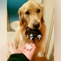 『戦利品を家に持って入りたい大型犬』と『絶対に離してほしい飼い主』によるコントのような攻防戦が41万再生「なんで里芋ｗ」「笑った」